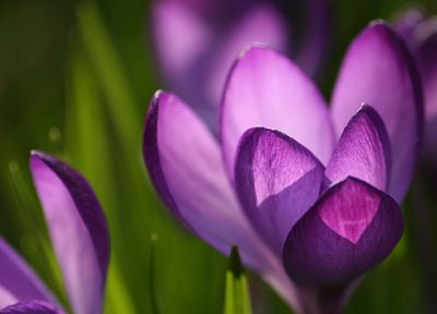 цветы, крокус, фиолетовые цветы - похожие обои для рабочего стола