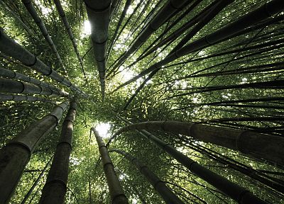 леса, бамбук - случайные обои для рабочего стола