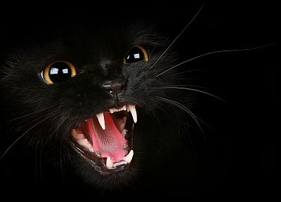 кошки, животные, Черный кот - обои на рабочий стол