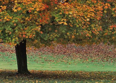 осень, коричневый, парки - случайные обои для рабочего стола