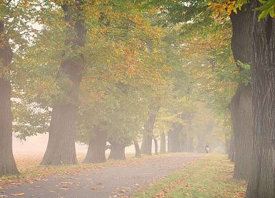 деревья, осень, Германия, туман, на открытом воздухе, Аллея - обои на рабочий стол