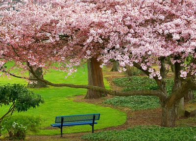 деревья, цветы, скамья, парки - похожие обои для рабочего стола