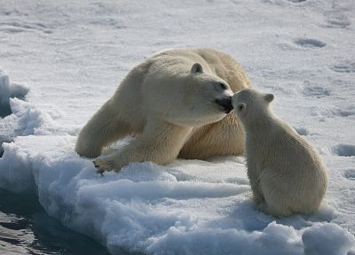 лед, животные, белые медведи - копия обоев рабочего стола