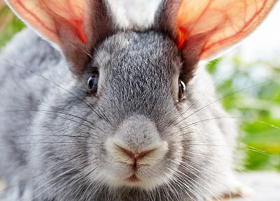 животные, кролики - случайные обои для рабочего стола