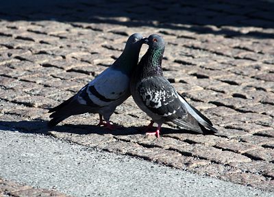 птицы, голуби - случайные обои для рабочего стола