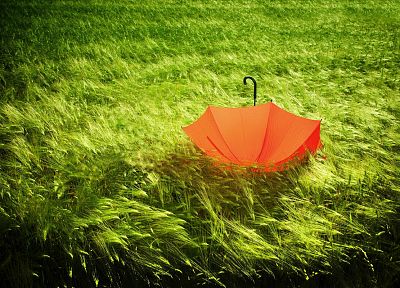 зеленый, природа, оранжевый цвет, трава, зонтики - случайные обои для рабочего стола