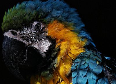 птицы, попугаи, Синий и желтый ара - обои на рабочий стол