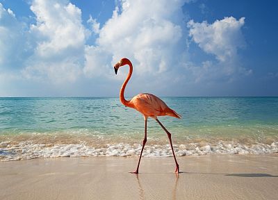 облака, птицы, фламинго, пляжи - случайные обои для рабочего стола