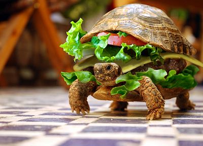 бутерброды, смешное, черепахи, гамбургеры, фотомонтаж - случайные обои для рабочего стола