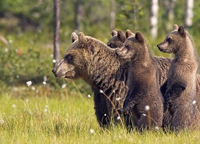 животные, живая природа, медведи - обои на рабочий стол