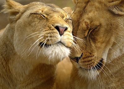 любовь, животные, львы - оригинальные обои рабочего стола