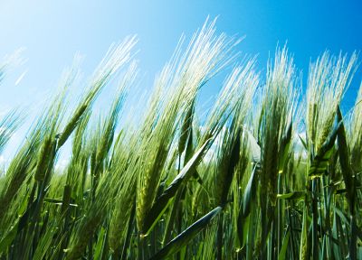 природа, пшеница, голубое небо - обои на рабочий стол