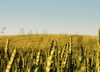 природа, поля, пшеница, зерна - похожие обои для рабочего стола