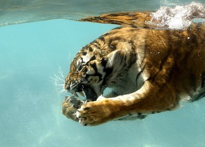 вода, природа, животные, тигры, влажный - случайные обои для рабочего стола