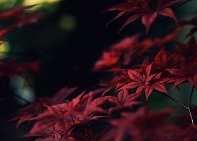 Япония, природа, деревья, листья, макро, глубина резкости - случайные обои для рабочего стола