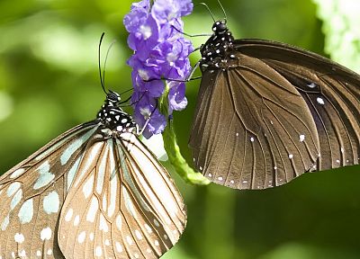 насекомые, бабочки - случайные обои для рабочего стола