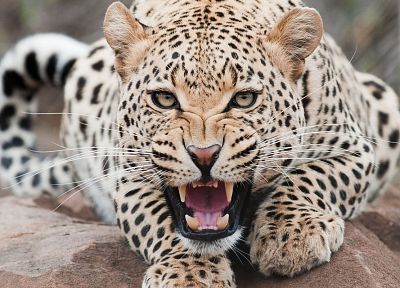 животные, леопарды - случайные обои для рабочего стола