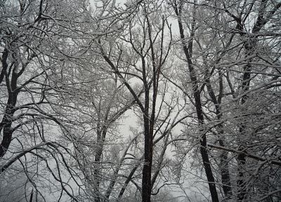 зима, снег, деревья, погода, Канада - случайные обои для рабочего стола