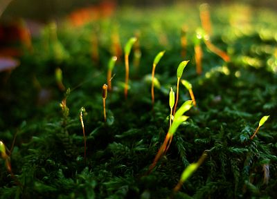 зеленый, крупный план, природа, трава, мох, макро, глубина резкости - обои на рабочий стол