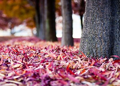 природа, деревья, осень, листья, глубина резкости, опавшие листья - обои на рабочий стол