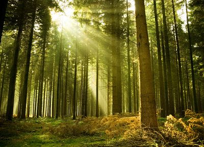 Солнце, деревья, леса - обои на рабочий стол