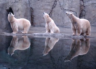 вода, животные, отражения, белые медведи - оригинальные обои рабочего стола