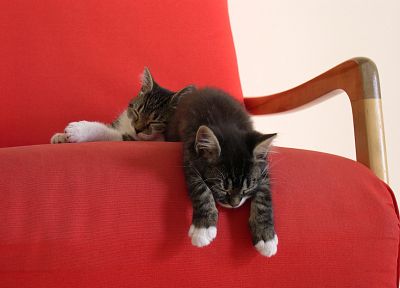кошки, животные, котята, домашние питомцы - похожие обои для рабочего стола