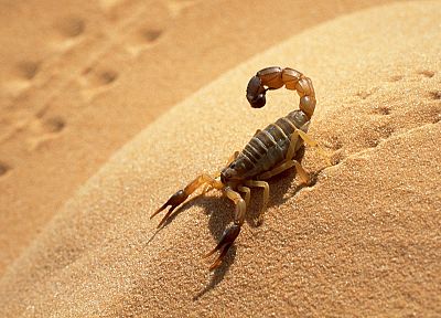 пустыня, Сахара, скорпионы, Алжир - случайные обои для рабочего стола