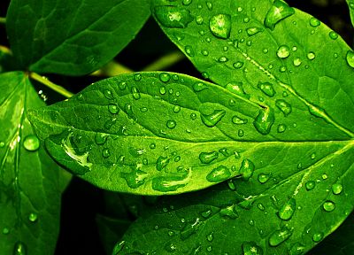 зеленый, природа, дождь, листья, растения, капли воды, роса - оригинальные обои рабочего стола