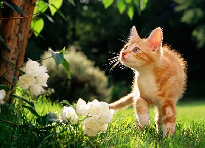 цветы, кошки, оранжевый цвет, трава, на открытом воздухе - похожие обои для рабочего стола