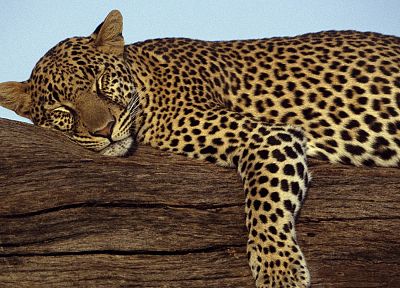 леопарды, Кения, игры - оригинальные обои рабочего стола