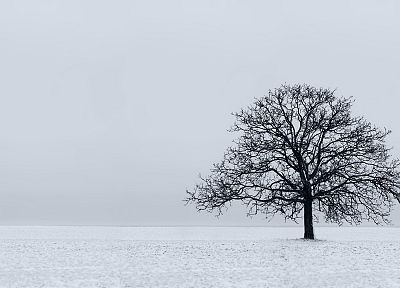 природа, снег, деревья, белый - оригинальные обои рабочего стола
