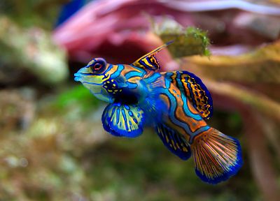 многоцветный, рыба, аквариум, Мандаринка - похожие обои для рабочего стола