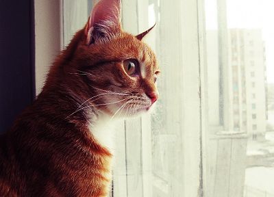 кошки, животные, котята, оконные стекла - похожие обои для рабочего стола