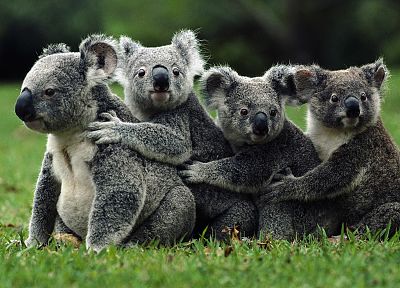 животные, коал - случайные обои для рабочего стола