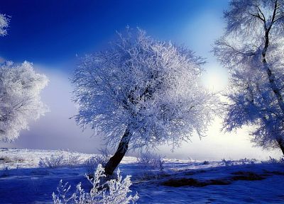 пейзажи, зима, деревья, HDR фотографии - копия обоев рабочего стола
