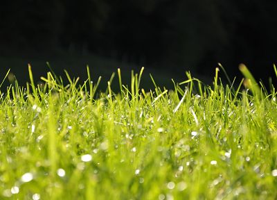 зеленый, пейзажи, трава - случайные обои для рабочего стола