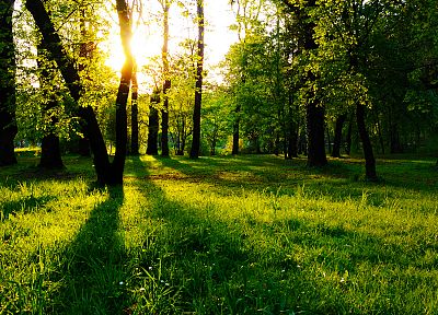 пейзажи, природа, деревья, трава, солнечный свет, парки - похожие обои для рабочего стола