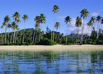 острова, Французская Полинезия, пальмовые деревья - оригинальные обои рабочего стола