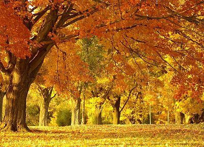 пейзажи, природа, деревья, осень, леса, листья, опавшие листья - оригинальные обои рабочего стола