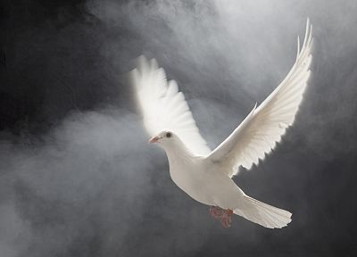 белый, птицы, голуби, альбинос, полет - случайные обои для рабочего стола