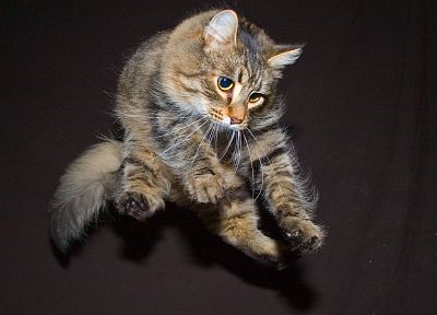 кошки, животные, прыжки - случайные обои для рабочего стола