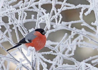 птицы, животные, мороз, снегирь, филиалы - обои на рабочий стол