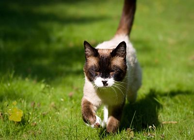 кошки, животные, трава - случайные обои для рабочего стола