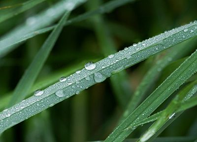 зеленый, природа, дождь, трава, капли воды, макро - случайные обои для рабочего стола
