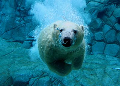 вода, животные, плавание, белые медведи - копия обоев рабочего стола