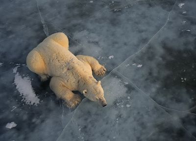 природа, животные, белые медведи - обои на рабочий стол