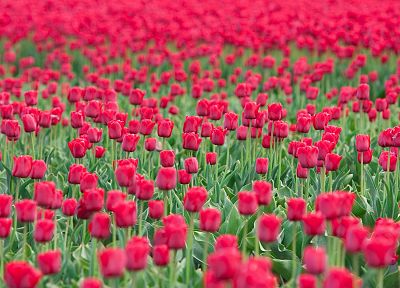 цветы, поля, тюльпаны - случайные обои для рабочего стола