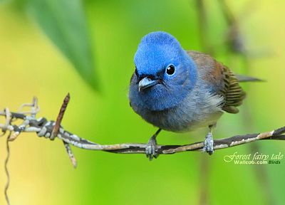 птицы, животные, Синие мухоловки - похожие обои для рабочего стола