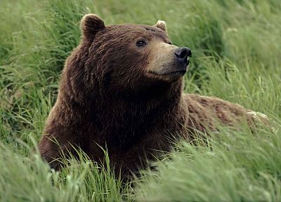 Аляска, медведи гризли, реки - обои на рабочий стол